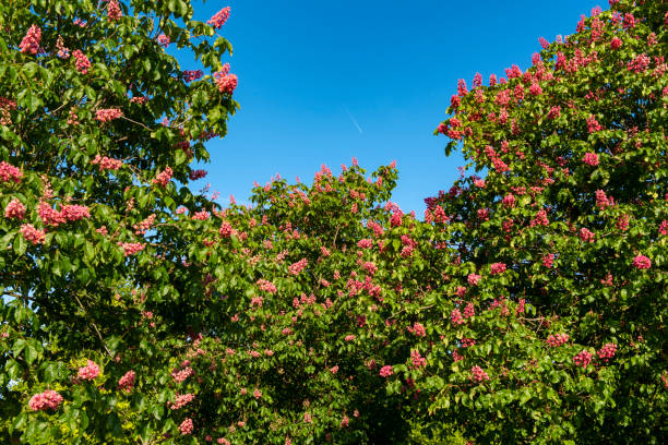 Treetops with pink-red blossoming chestnut trees against a blue, cloudless sky