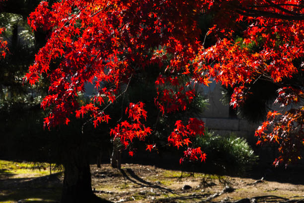 The red maple leaves of autumn.