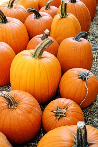 istock Group of orange jack-o'-lantern pumpkins 2199772993