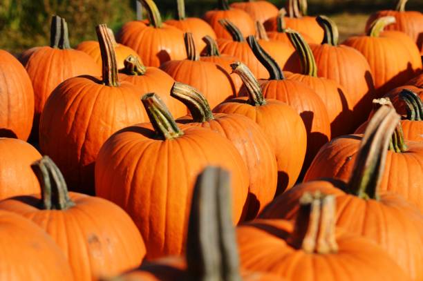 istock Group of orange jack-o'-lantern gourd pumpkins 2199773013