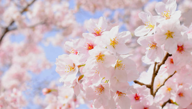 정원에 꽃이 만발합니다. - japan cherry blossom 뉴스 사진 이미지