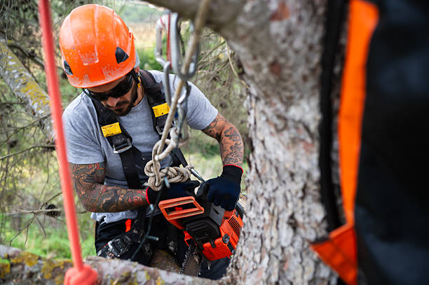 istock Lumberjack pruning trees with a chainsaw hanging from ropes 2199776150
