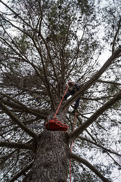 istock Arborist pruning a tall pine tree with chainsaw and ropes 2199776188
