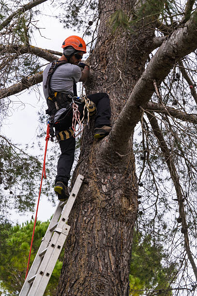 istock Rope access technician climbing tree with ladder and safety equipment 2199776277