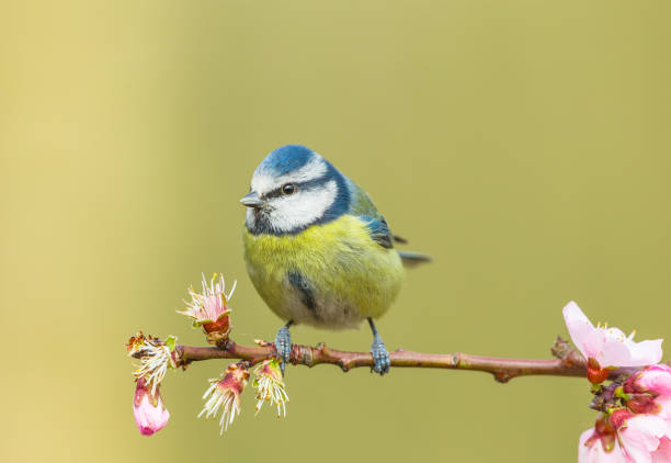 istock Blue tit, Scientific name: Cyanistes caeruleus, in Springtime, perching on a branch with pink almond blossom.  Facing left.    Concept: Spring 2199778293