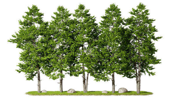 istock Row of lush green trees with grass and rocks isolated on white background 3D rendering 2199778575
