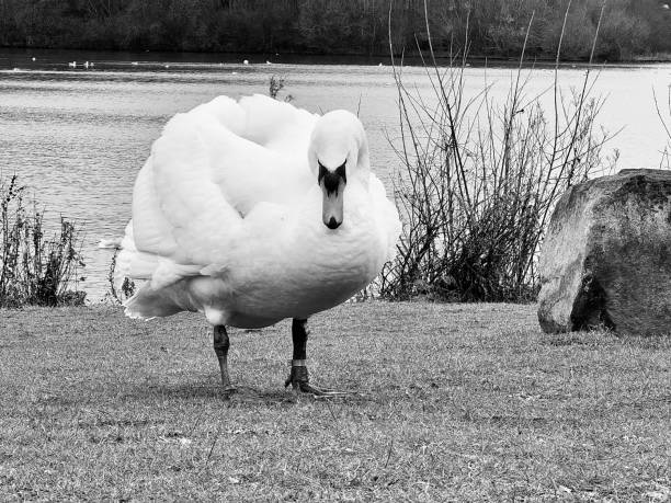 istock A mute swan at the side of a lake 2199779409