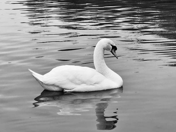 istock A mute swan and its reflection on a lake 2199780122