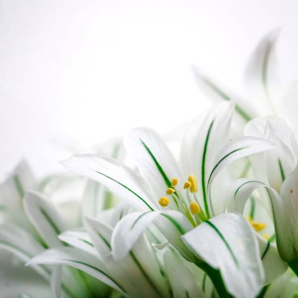 istock beautiful white flower in the garden in springtime 2199780592