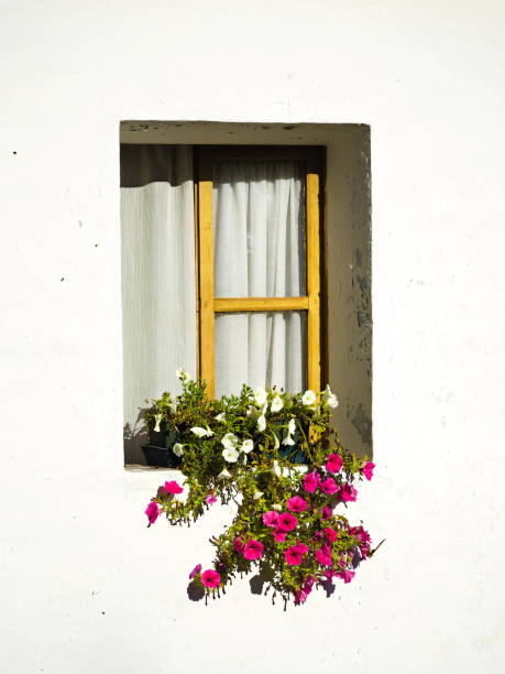 istock Window with petunia flower pot on sunny white background 2199780609