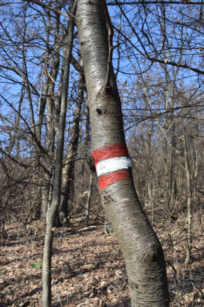 istock Hiking Trail Marker on a Tree in the Forest 2199780847