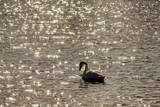 Swans on water