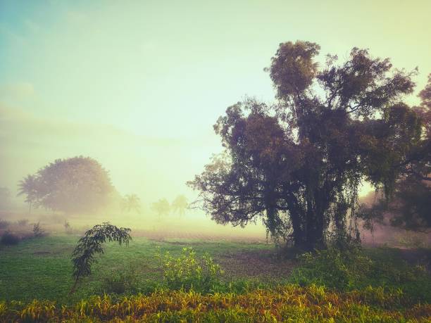 Fog in the farmland during winter
