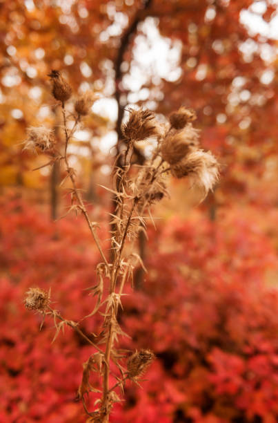 close up of thistle against autumn landscape background. brown plant around bright autumn colors
