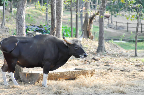 istock Gaur or cow or wild buffalo 2199785835
