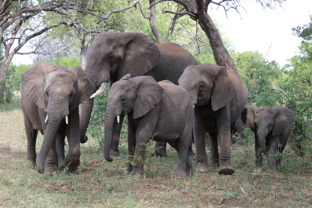 istock Afrikanischer Elefant / African elephant / Loxodonta africana 2199786215