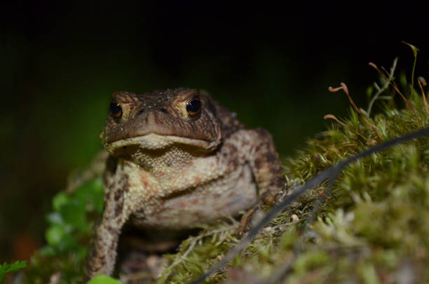 A green frog stares in the dark on a summer night in a green forest. A colorful image.