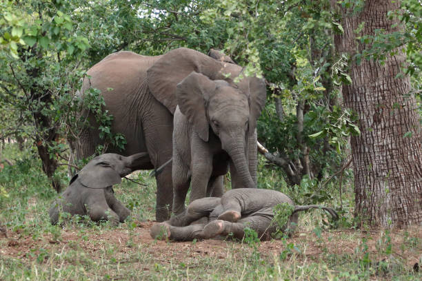 istock Afrikanischer Elefant / African elephant / Loxodonta africana 2199786918