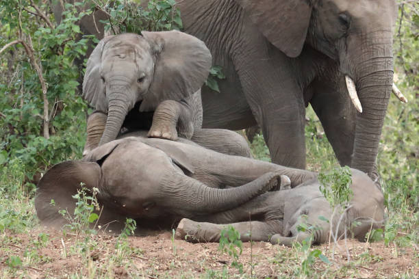 istock Afrikanischer Elefant / African elephant / Loxodonta africana 2199787024
