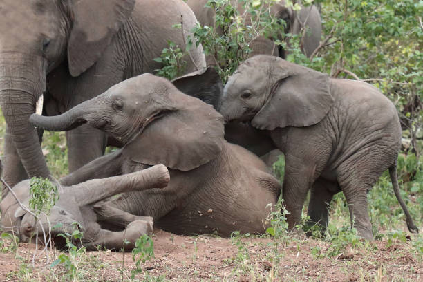 istock Afrikanischer Elefant / African elephant / Loxodonta africana 2199787031