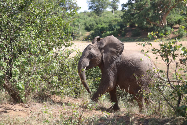 istock Afrikanischer Elefant / African elephant / Loxodonta africana 2199787291