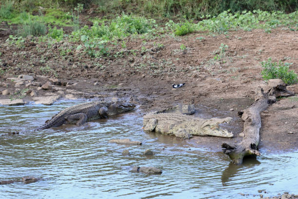 istock Nilkrokodil / Nile crocodile / Crocodylus niloticus 2199787844