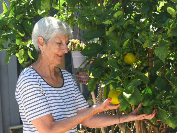 istock senior woman looking at lemon three in her garden 2199787893
