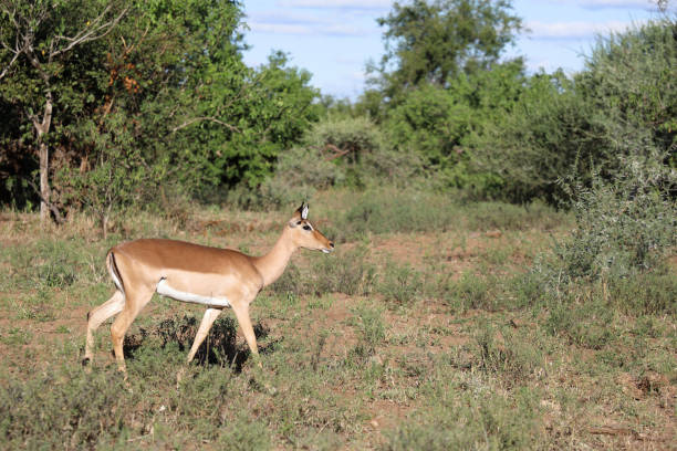 istock Schwarzfersenantilope / Impala / Aepyceros melampus 2199787959