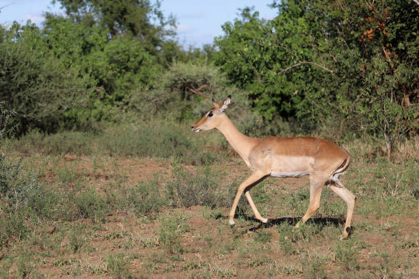 istock Schwarzfersenantilope / Impala / Aepyceros melampus 2199788010