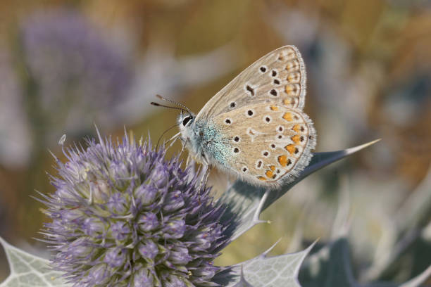 A butterfly with tan wings and black and orange spots rests on a purple thistle flower. Soft focus background complements this natural scene of pollination.