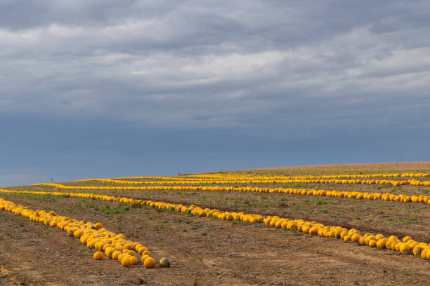 Pumpkin harvest in autumn time, Lower Austria, Austria