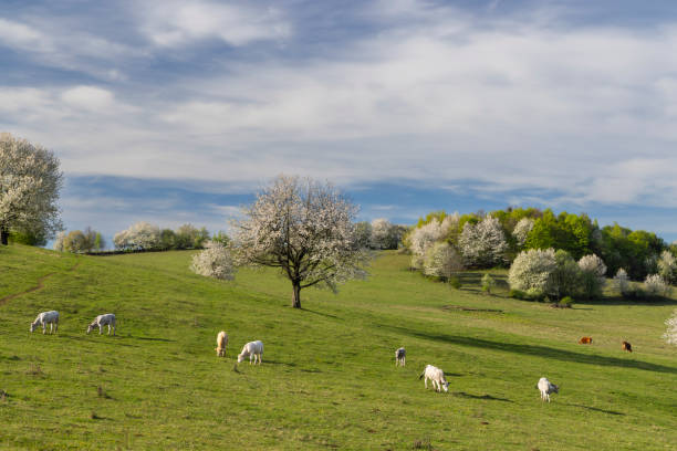 Cows in a green field on a sunny day