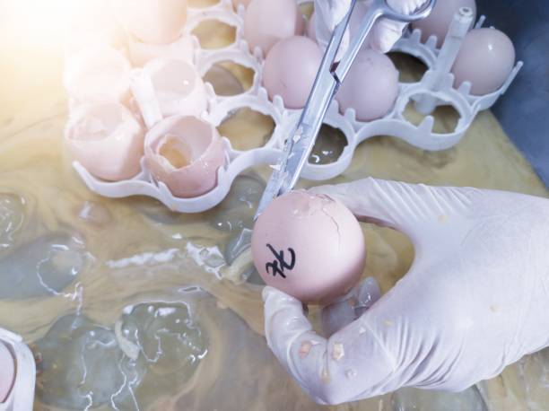 istock A quality control breaks out egg samples to check the condition of the yolk before hatching. 2199789239