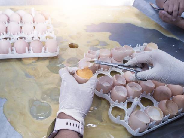 istock A quality control breaks out egg samples to check the condition of the yolk before hatching. 2199789319