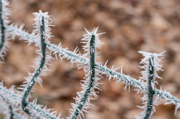 A close-up of a green metal fence covered in frost crystals during winter. The ice formations create intricate patterns, contrasting against the blurred brownish background.