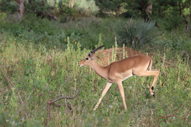 istock Schwarzfersenantilope / Impala / Aepyceros melampus 2199790688