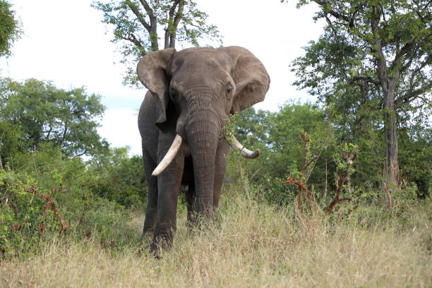 istock Afrikanischer Elefant / African elephant / Loxodonta africana 2199791836