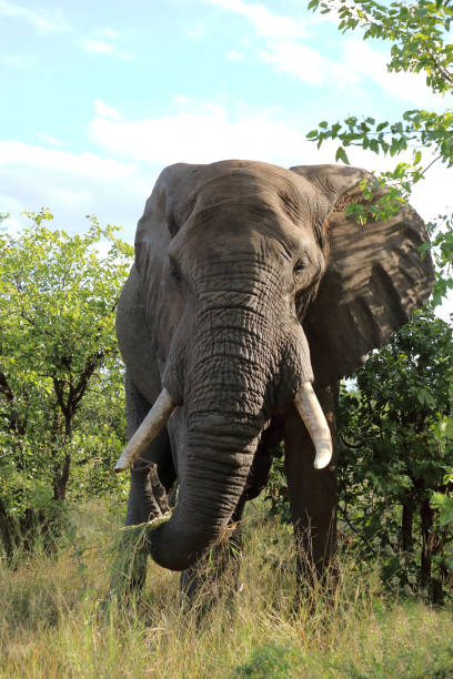istock Afrikanischer Elefant / African elephant / Loxodonta africana 2199792331