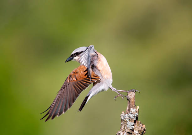 Male red backed shrike perched on a branch. Spain.