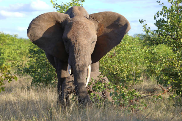 istock Afrikanischer Elefant / African elephant / Loxodonta africana 2199792600