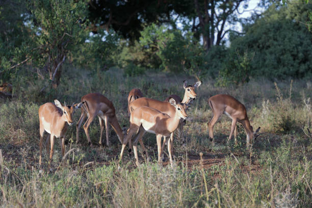 istock Schwarzfersenantilope / Impala / Aepyceros melampus 2199792830