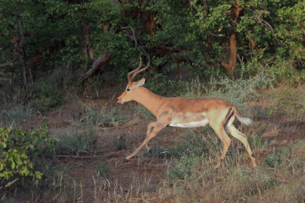 istock Schwarzfersenantilope / Impala / Aepyceros melampus 2199792935