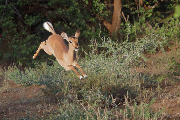 istock Schwarzfersenantilope / Impala / Aepyceros melampus 2199792962