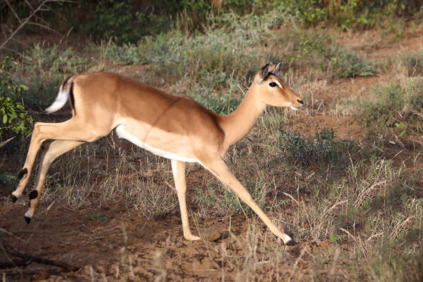 istock Schwarzfersenantilope / Impala / Aepyceros melampus 2199792977