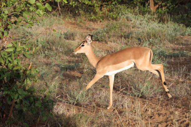 istock Schwarzfersenantilope / Impala / Aepyceros melampus 2199792978
