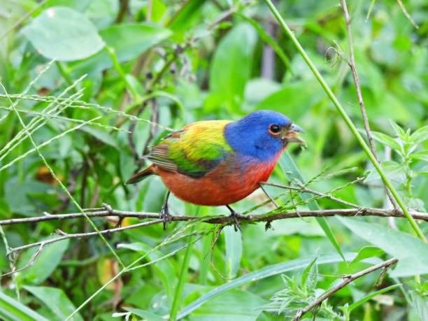 istock Painted Bunting (Passerina ciris) - male perched on branch 2199795022