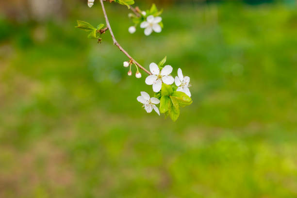 Branches of blossoming cherry macro with soft focus on gentle light blue sky background in sunlight with copy space. Beautiful floral image of spring nature panoramic view.