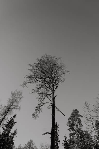 A bare tree in the Asturian mountains in cold and mist