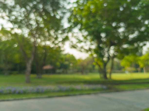 kuvapankkikuvat ja rojaltivapaat kuvat aiheesta blurred view of a park, pond, trees and cloudless sky in the morning - puisto
