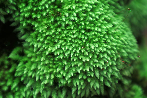 Close up shot of green moss on a tree trunk